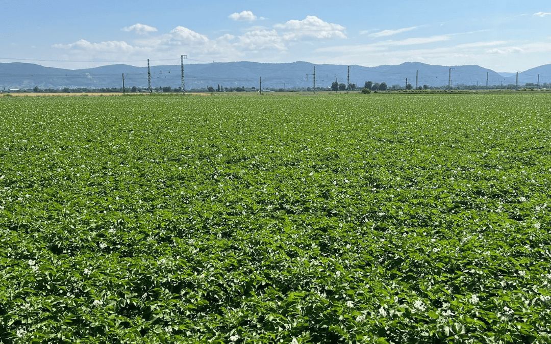 Flächenfraß in der Landwirt­schaft durch Ausgleichs­maß­nahmen